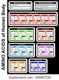 Amino Acids of Human Body (structure of compounds, groups, details) Aliphatic, Aromatic, Acidic, Basic, Sulfur-containing Acids DNA condon Forming Proteins Educational Material