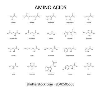 Amino acids list. Skeletal chemical formula. Vector editable