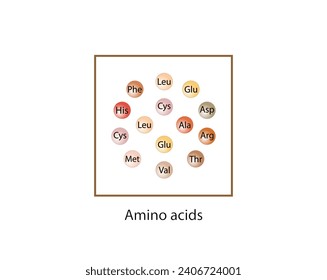 Aminoácidos Modelo molecular aislado sobre fondo blanco. Diseño Científico. Ilustración vectorial.
