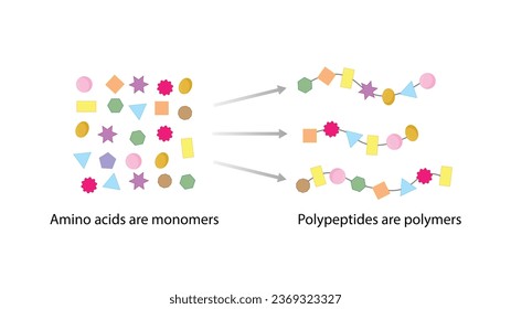 Aminosäuren sind Monomere, Polypeptid-Ketten sind Polymere. Proteine-Synthese. Vektordesign-Illustration.