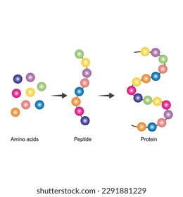 Amino acids are the monomers of protein. Amino acids are firstly converted to peptide compounds, which then converted to proteins. a protein is made up of one or more  linear chains of amino acids