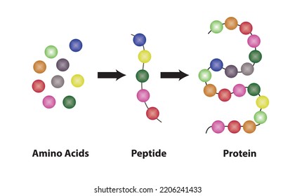 De ácidos de Amino a péptidos a proteínas. Estructura Bioquímica De Aminoácidos, Peptidas Y Proteínas Modelo Molecular. Ilustración vectorial.