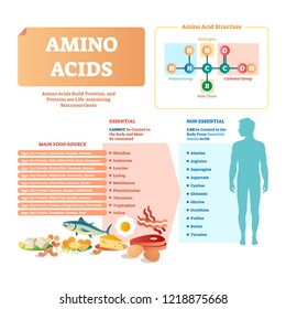 Amino Acids Vector Illustration. List With Food And Its Essential Acids. Healthy And Well Balanced Nutrition Meal To Get Necessary Chemical Elements Like Histidine, Lysing, Valine, Leucine And Others.