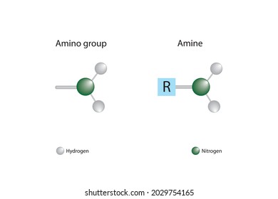 Amino group and amine compound. Its molecular formula and chemical structure.