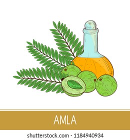 Amla. Fruit, leaf. Oil, bottle. Sketch. Color. On a white background.