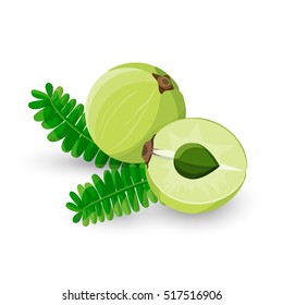 Amla fruit vector illustration. Indian gooseberry, Malacca tree, or amalika. Edible fruit. Used in medicine, culinary, inks, shampoos, hair oil