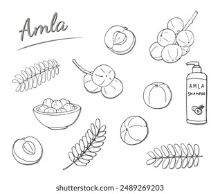 Amla fruits, half fruit, leavs, shampoo, and fruits in a bowl. Hand-drawn illustration isolated on white background. Phyllanthus emblica vector illustration. Indian gooseberry
