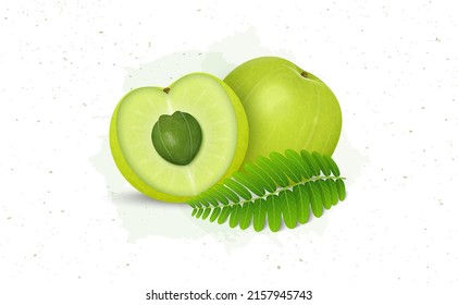 Amla (Indian gooseberry) Fruit vector illustration with fruit green leaves
