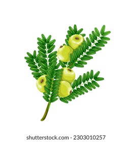 Amla, Indian gooseberry on branch with green leaf vector illustration. Cartoon isolated berry fruit of Malacca tree, phyllanthus emblica, ingredient for making triphala, amla for Ayurveda medicines