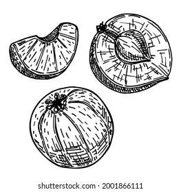 Ilustración vectorial aislada de Amla. Elementos de diseño vectorial de Phyllanthus emblica. Arándano indio. Utilizado en medicina, culinaria, cosmética