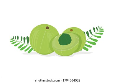 Amla, a tropical fruit. White background vector illustration