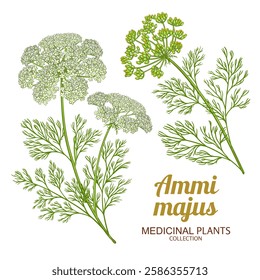 Ammi Majus Plant with Flowers Colored Detailed Illustration. Essential oil ingredient for cosmetics, spa, aromatherapy, health care, alternative medicine. Vector isolated for design or decoration.