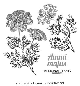 Ammi Majus Plant with Flowers and Leaves Outline Illustration. Essential oil ingredient for cosmetics, spa, aromatherapy, health care, alternative medicine. Vector isolated for design or decoration.