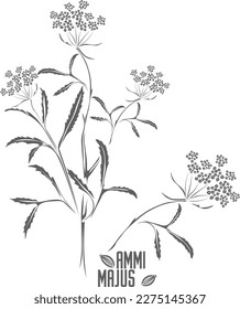 Manzana de ammi majus con hojas y silueta vectorial de flores. Esquema de hierbas medicinales del Gran Ammi. Conjunto de contornos de flores de Ammi majus para productos farmacéuticos y cosmetología.