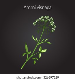 Ammi visnaga, or bisnaga, toothpickweed, khella. Medicinal plant, vector illustration