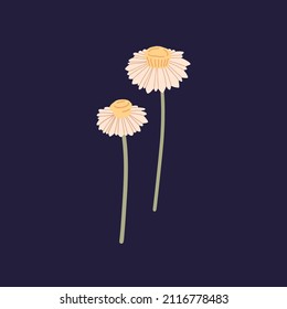 Ammobium alatum flower. Floral herb with blooms and stems. Gentle buds of winged everlasting, wild plant. Field flora. Isolated botanical flat vector illustration of wildflower