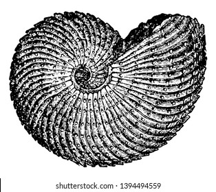Ammon Horn which is used to classify ammonites, vintage line drawing or engraving illustration.