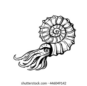 Ammonite