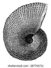 Ammonite aon, vintage engraved illustration. Earth before man 1886.