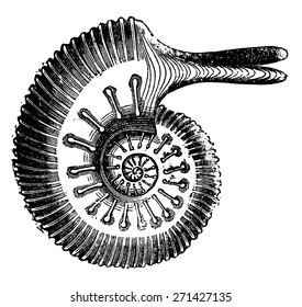 Ammonite Jason, vintage engraved illustration. Earth before man 1886.