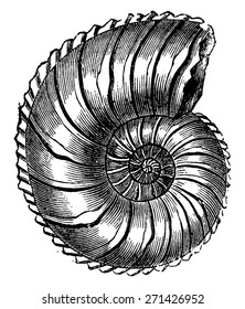 Ammonite Margaritas, vintage engraved illustration. Earth before man 1886.