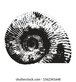 Ammonite shell silhouette. Vector illustration.