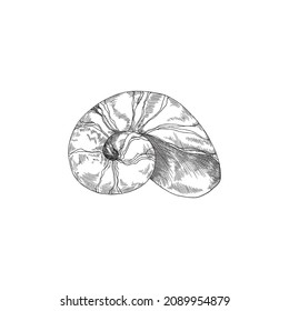 Vaselina de espiral ammonita o cáscara de clavija de habitantes submarinos, ilustración vectorial vintage grabada aislada en fondo blanco. Cubierta espiral exótica.