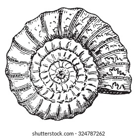 Ammonite, vintage engraved illustration. Dictionary of words and things - Larive and Fleury - 1895.
