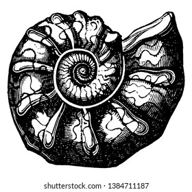 Ammonites are an extinct group of marine mollusc animals in the subclass Ammonoidea of the class Cephalopoda, vintage line drawing or engraving illustration.