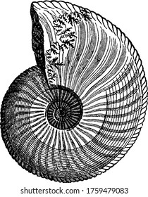 Nautilus Drawing Images Stock Photos Vectors Shutterstock