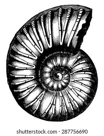 Ammonites inflatus, vintage engraved illustration. Earth before man  1886.