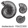 vintage ammonite