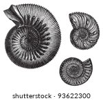 Ammonites (Jurastic fossil organisms) / vintage illustration from Meyers Konversations-Lexikon 1897