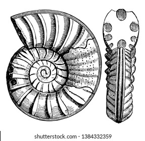 Ammonites obtusus is an extinct group of marine mollusc animals in the subclass Ammonoidea of the class Cephalopoda, vintage line drawing or engraving illustration.