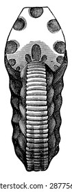 Ammonites radiatus, vintage engraved illustration. Earth before man  1886.