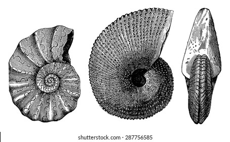 Ammonites Triassic, vintage engraved illustration. Earth before man 1886.