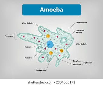 An amoeba or ameba or amœba or  amoeboid, which is a cell type or unicellular organism with the ability to change its shape by extending and retracting pseudopods.