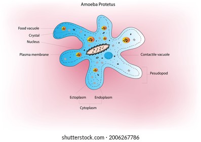 Amoeba or amoeboid, microscopic cell, unicellular organism which can alter the shape, containing small mass of jellylike cytoplasm