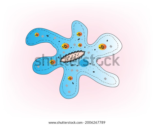 Amoeba Amoeboid Microscopic Cell Unicellular Organism Vetor Stock Livre De Direitos 3276