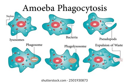 Amoeba anatomy Phagocytosis Science Design Vector Human Body Organ System Illustration Design.