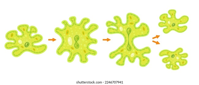 Amoeba binary fission infographic.Reproduction of simplest bacteria. Formation of unicellular organisms.