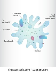 amoeba biology cell microbiology organism