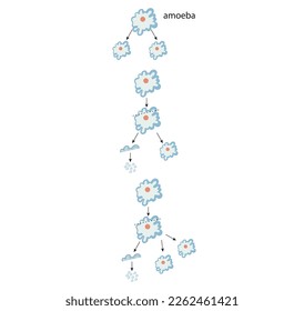 amoeba biology division proliferation 
reproductive