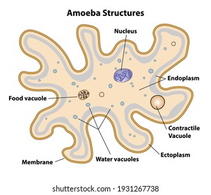 Amoeba, cell anatomy of a unicellular organism, labeling the cell structures with nucleus, endoplasm, ectoplasm, membrane, contractile vacuole, food and water vacuoles. 