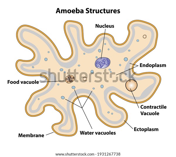 Amoeba,
cell anatomy of a unicellular organism, labeling the cell
structures with nucleus, endoplasm, ectoplasm, membrane,
contractile vacuole, food and water vacuoles.

