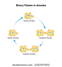 Amoeba Cell Binary Fission Science Design. Vector Illustration.