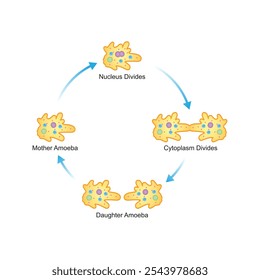 Diseño de Ciencia de fisión binaria de células Amoeba. Ilustración vectorial.