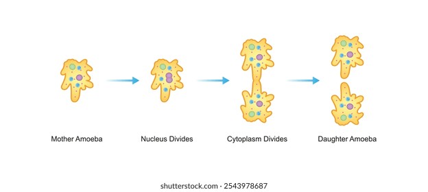 Diseño de Ciencia de fisión binaria de células Amoeba. Ilustración vectorial.