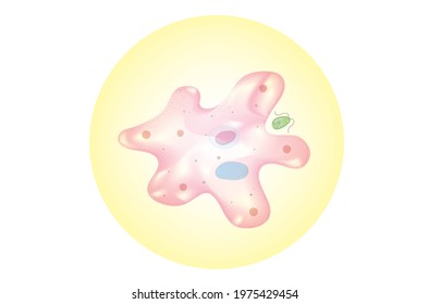 amoeba cell often called an amoeboid, is a type of cell or unicellular organism which has the ability to alter its shape, primarily by extending and retracting pseudopods. Amoebae do not form a single