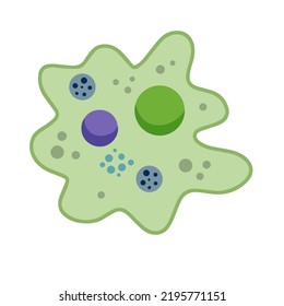 Amoeba cell. Small unicellular animal. Virus and bacteria. Education and science. Flat cartoon illustration